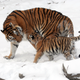 Siberian tiger (Panthera tigris altaica) and cub. Contrasting with tropical Asian subspecies, Siberian tigers have adapted to the colder conditions in higher Russian and Chinese latitudes.